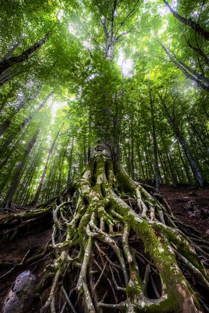 The Tree